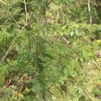 Calliandra houstoniana var. calothyrsus (Meisn.) Barneby